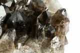 Dark Smoky Quartz Crystal Cluster - Brazil #79931-3